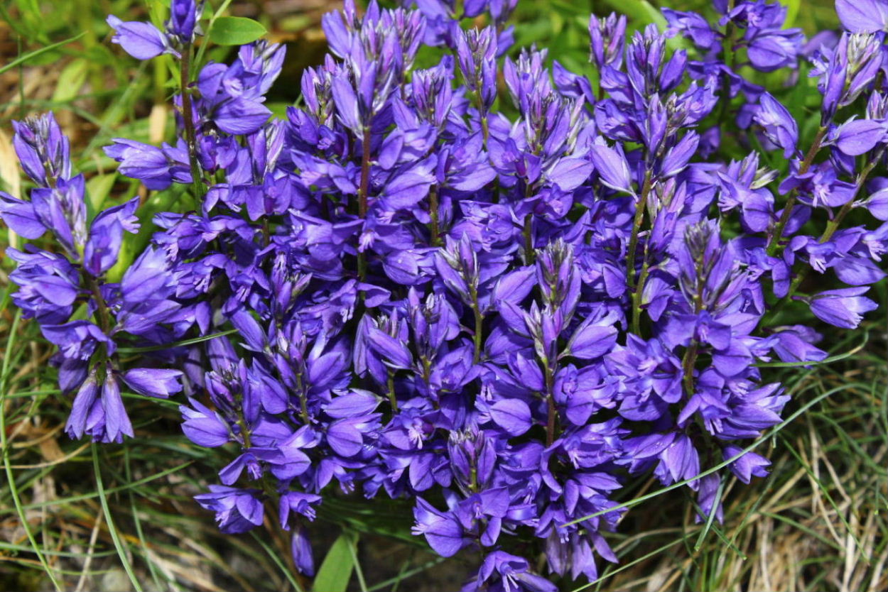 Polygala da determinare ?